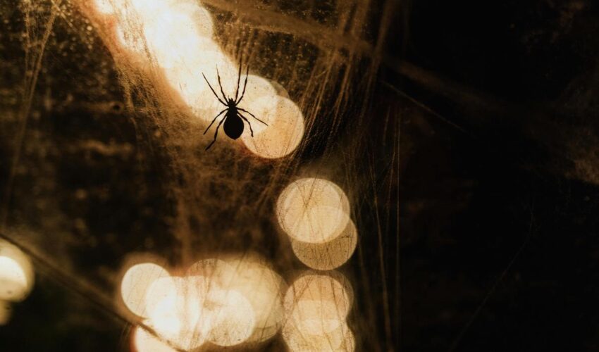 araignée sur sa toile la nuit