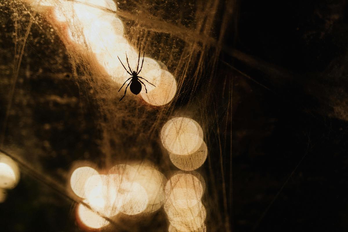 araignée sur sa toile la nuit